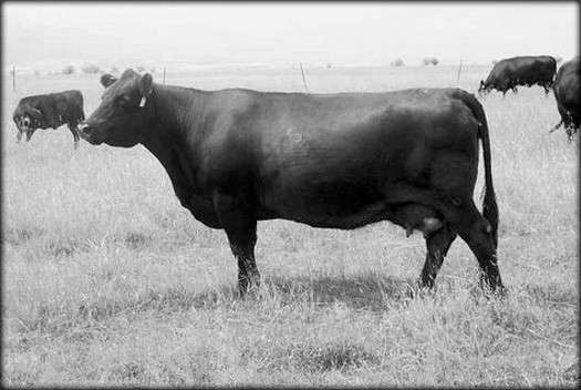 Dockweiler Angus | Less problems, more profit.